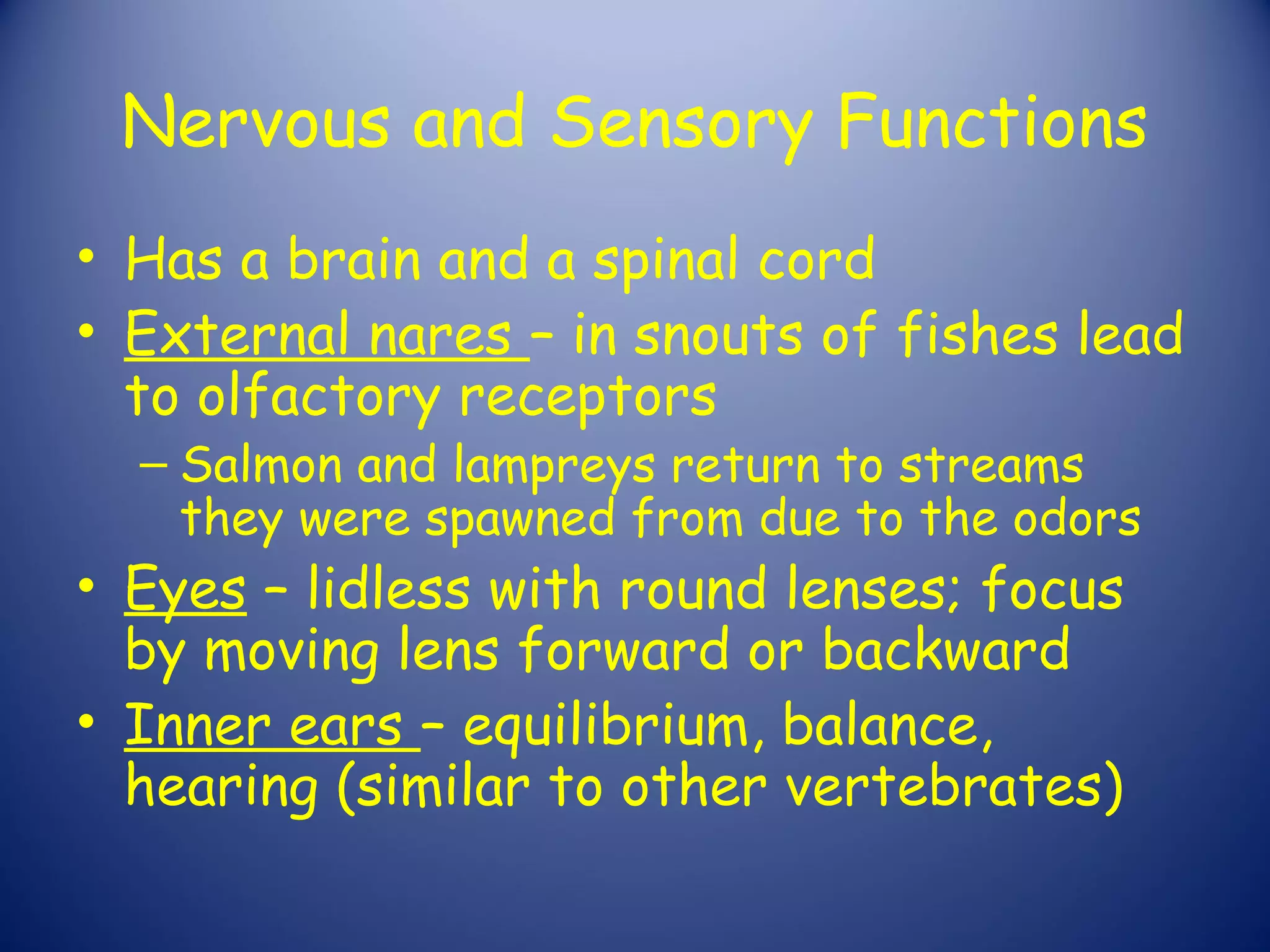 Nervous and Sensory Functions
• Has a brain and a spinal cord
• External nares – in snouts of fishes lead
  to olfactory receptors
  – Salmon and lampreys return to streams
    they were spawned from due to the odors
• Eyes – lidless with round lenses; focus
  by moving lens forward or backward
• Inner ears – equilibrium, balance,
  hearing (similar to other vertebrates)
 