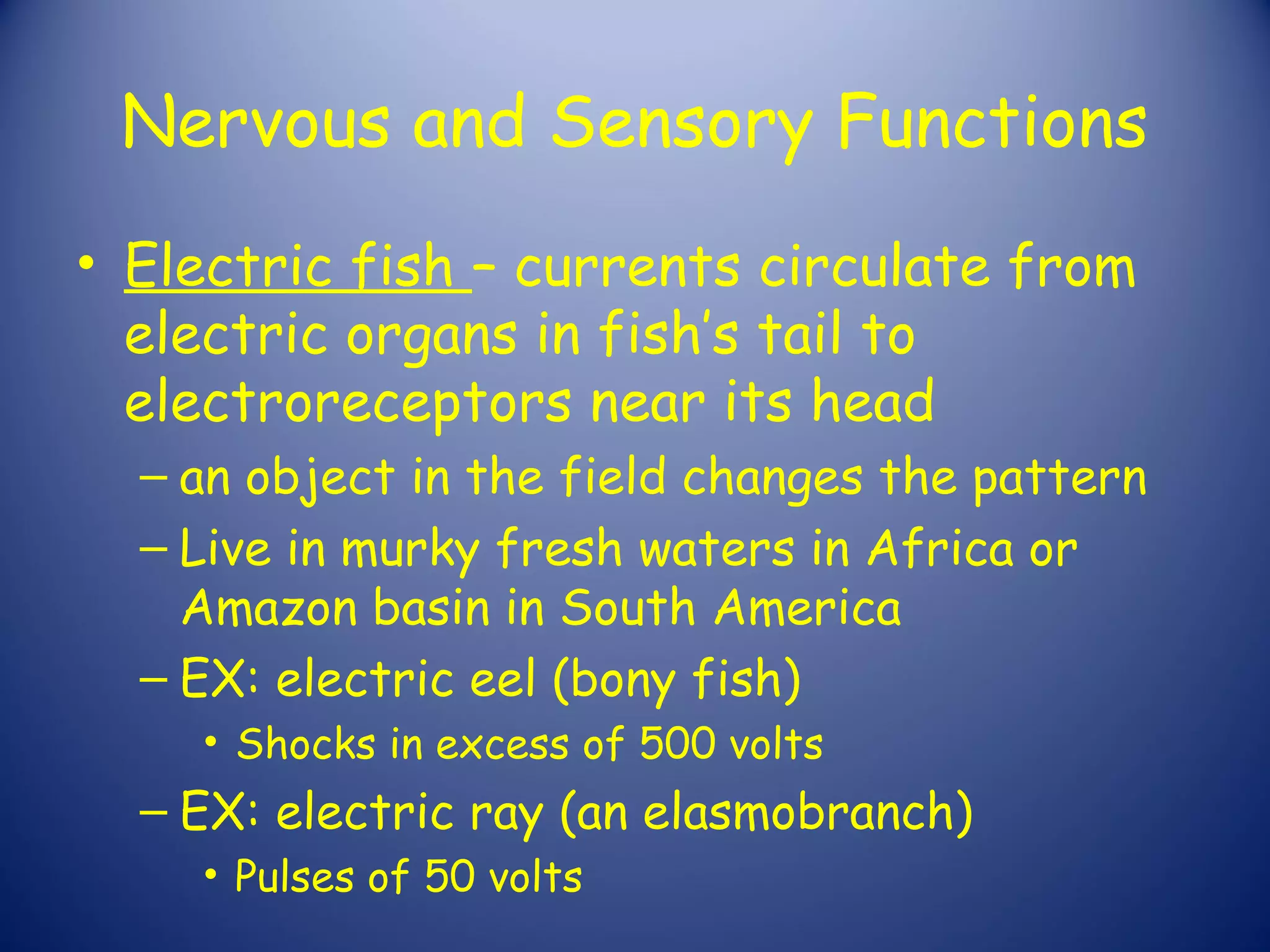 Nervous and Sensory Functions
• Electric fish – currents circulate from
  electric organs in fish’s tail to
  electroreceptors near its head
  – an object in the field changes the pattern
  – Live in murky fresh waters in Africa or
    Amazon basin in South America
  – EX: electric eel (bony fish)
    • Shocks in excess of 500 volts
  – EX: electric ray (an elasmobranch)
    • Pulses of 50 volts
 