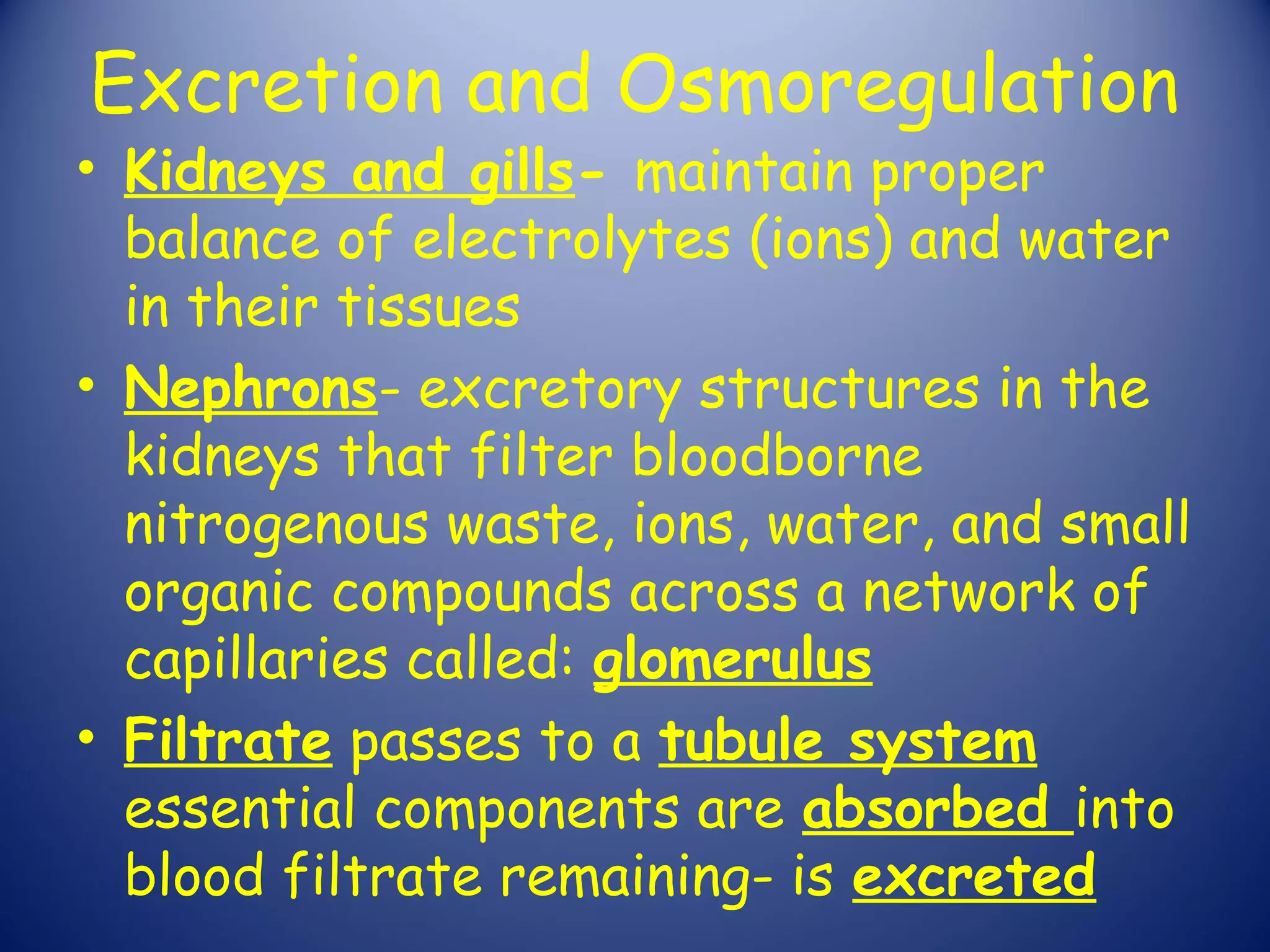 Excretion and Osmoregulation
• Kidneys and gills- maintain proper
  balance of electrolytes (ions) and water
  in their tissues
• Nephrons- excretory structures in the
  kidneys that filter bloodborne
  nitrogenous waste, ions, water, and small
  organic compounds across a network of
  capillaries called: glomerulus
• Filtrate passes to a tubule system
  essential components are absorbed into
  blood filtrate remaining- is excreted
 