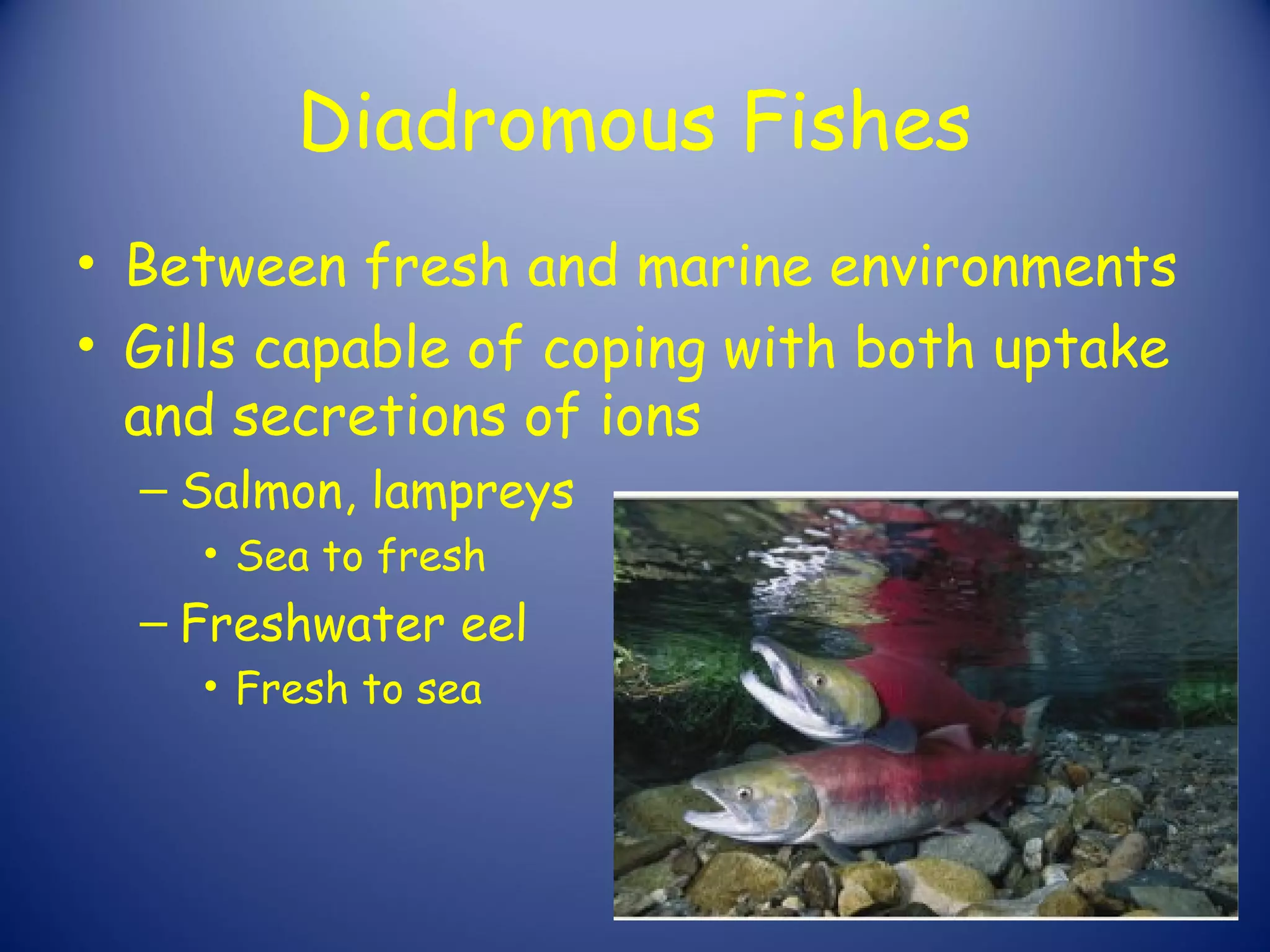 Diadromous Fishes
• Between fresh and marine environments
• Gills capable of coping with both uptake
  and secretions of ions
  – Salmon, lampreys
    • Sea to fresh
  – Freshwater eel
    • Fresh to sea
 