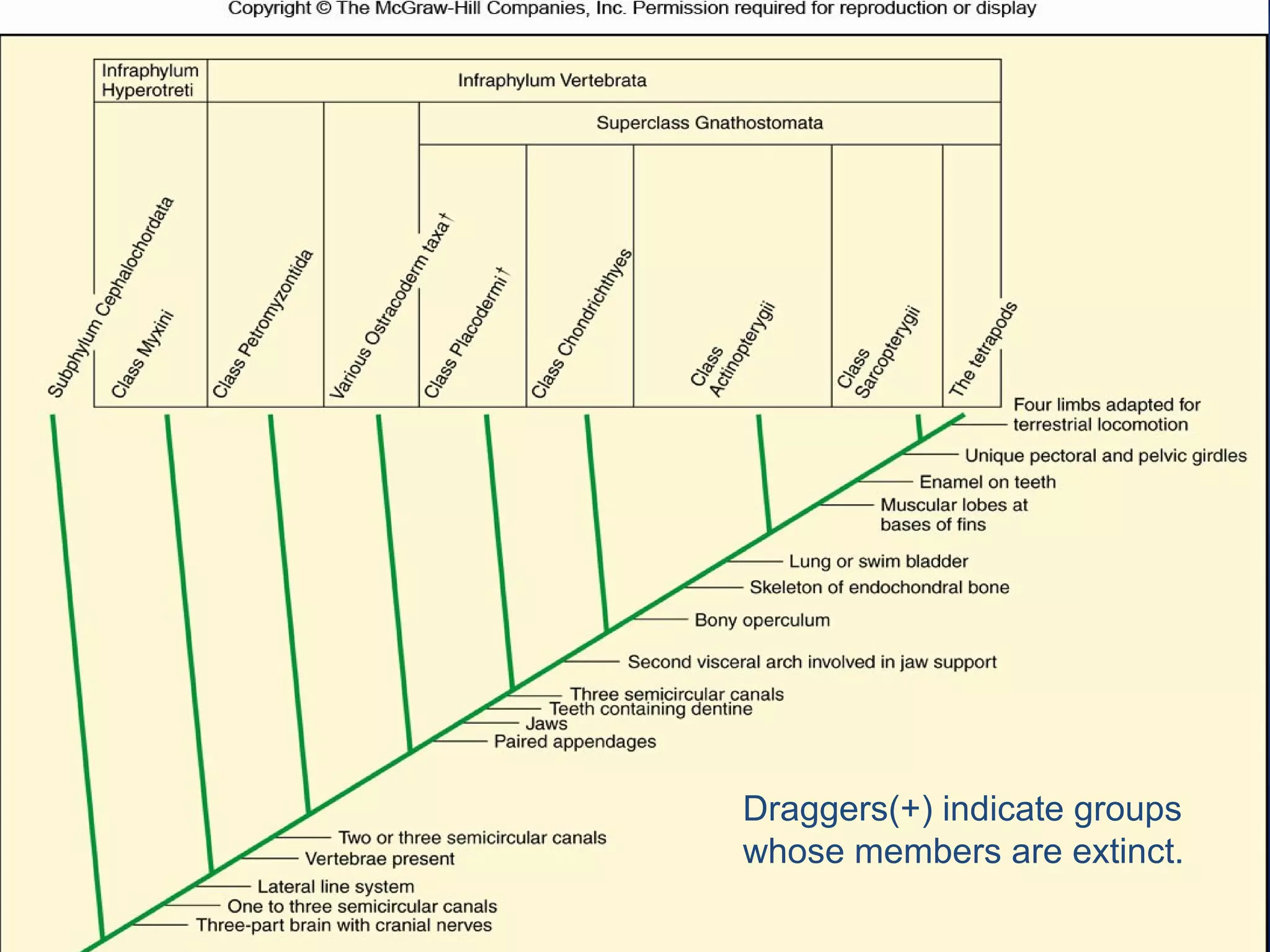 Draggers(+) indicate groups
whose members are extinct.
 