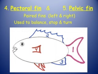 4. Pectoral fin &         5. Pelvic fin
       Paired fins (left & right)
   Used to balance, stop & turn
 