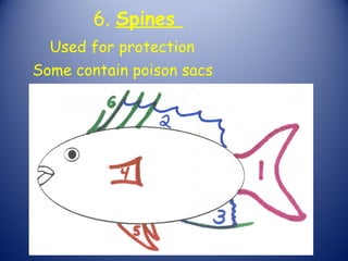 6. Spines
  Used for protection
Some contain poison sacs
 