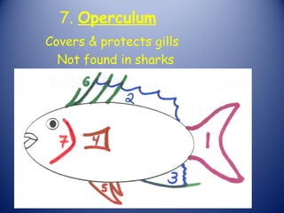 7. Operculum
Covers & protects gills
  Not found in sharks
 