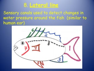 8. Lateral line
Sensory canals used to detect changes in
water pressure around the fish (similar to
human ear)
 