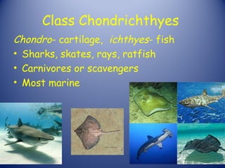 Class Chondrichthyes
Chondro- cartilage, ichthyes- fish
• Sharks, skates, rays, ratfish
• Carnivores or scavengers
• Most marine
 