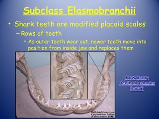 Subclass Elasmobranchii
• Shark teeth are modified placoid scales
  – Rows of teeth
    • As outer teeth wear out, newer teeth move into
      position from inside jaw and replaces them
 