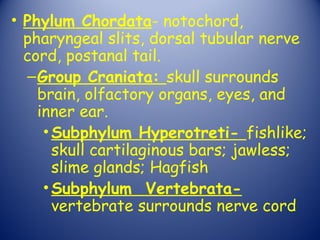• Phylum Chordata- notochord,
  pharyngeal slits, dorsal tubular nerve
  cord, postanal tail.
  – Group Craniata: skull surrounds
    brain, olfactory organs, eyes, and
    inner ear.
     • Subphylum Hyperotreti- fishlike;
       skull cartilaginous bars; jawless;
       slime glands; Hagfish
     • Subphylum Vertebrata-
       vertebrate surrounds nerve cord
 