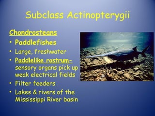 Subclass Actinopterygii
Chondrosteans
• Paddlefishes
• Large, freshwater
• Paddlelike rostrum-
  sensory organs pick up
  weak electrical fields
• Filter feeders
• Lakes & rivers of the
  Mississippi River basin
 