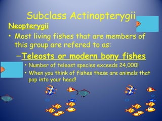 Subclass Actinopterygii
Neopterygii
• Most living fishes that are members of
  this group are refered to as:
  – Teleosts or modern bony fishes
    • Number of teleost species exceeds 24,000!
    • When you think of fishes these are animals that
      pop into your head!
 
