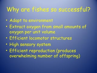 Why are fishes so successful?
• Adapt to environment
• Extract oxygen from small amounts of
  oxygen per unit volume
• Efficient locomotor structures
• High sensory system
• Efficient reproduction (produces
  overwhelming number of offspring)
 