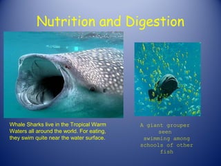 Nutrition and Digestion




Whale Sharks live in the Tropical Warm     A giant grouper
Waters all around the world. For eating,         seen
they swim quite near the water surface.     swimming among
                                           schools of other
                                                  fish
 