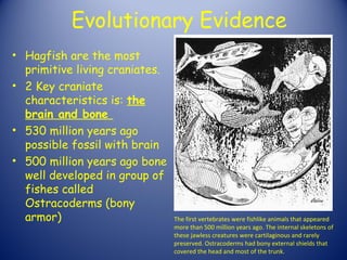 Evolutionary Evidence
• Hagfish are the most
  primitive living craniates.
• 2 Key craniate
  characteristics is: the
  brain and bone
• 530 million years ago
  possible fossil with brain
• 500 million years ago bone
  well developed in group of
  fishes called
  Ostracoderms (bony
  armor)                        The first vertebrates were fishlike animals that appeared
                                more than 500 million years ago. The internal skeletons of
                                these jawless creatures were cartilaginous and rarely
                                preserved. Ostracoderms had bony external shields that
                                covered the head and most of the trunk.
 