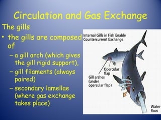Circulation and Gas Exchange
The gills
• the gills are composed
  of
  – a gill arch (which gives
    the gill rigid support),
  – gill filaments (always
    paired)
  – secondary lamellae
    (where gas exchange
    takes place)
 