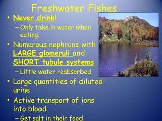 Freshwater Fishes
• Never drink!
  – Only take in water when
    eating.
• Numerous nephrons with
  LARGE glomeruli and
  SHORT tubule systems
  – Little water reabsorbed
• Large quantities of diluted
  urine
• Active transport of ions
  into blood
  – Get salt in their food
 