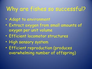 Fishes Zoology Report