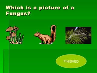 Which is a picture of a Fungus? FINISHED 