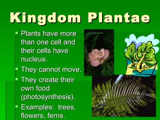 Kingdom Plantae Plants have more than one cell and their cells have nucleus. They cannot move. They create their own food (photosynthesis). Examples:  trees, flowers, ferns. 