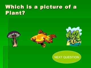 Which is a picture of a Plant? NEXT QUESTION 