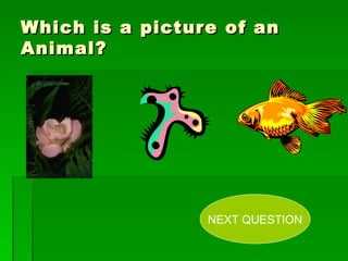 Which is a picture of an Animal? NEXT QUESTION 