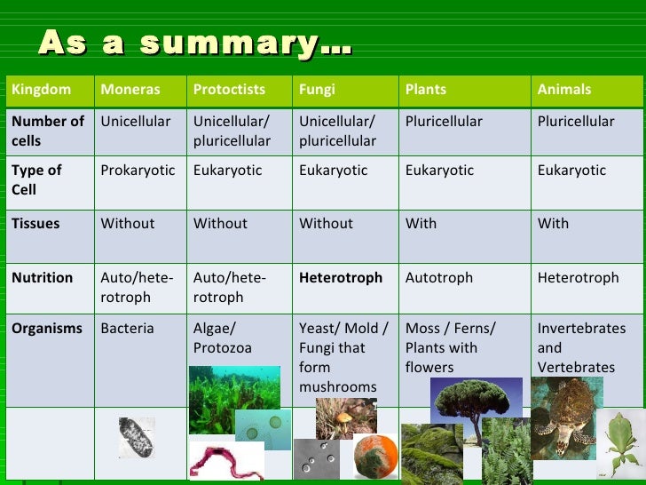 Introduction to the eukaryota   ucmp   university of 