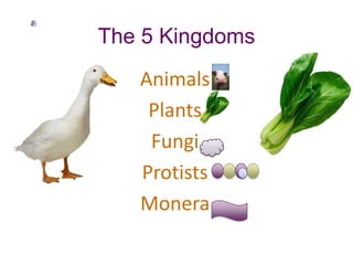 The 5 Kingdoms  Animals Plants Fungi Protists Monera 