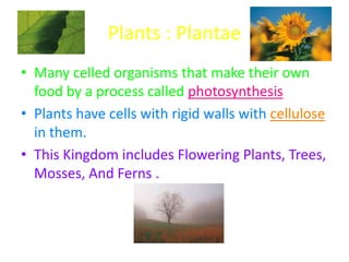 Plants : PlantaeMany celled organisms that make their own food by a process called photosynthesisPlants have cells with rigid walls with cellulose in them.This Kingdom includes Flowering Plants, Trees, Mosses, And Ferns .