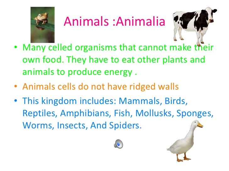 Animals Animals