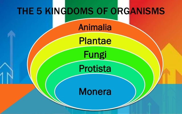 LIS 650 lecture 3 Web site design Thomas