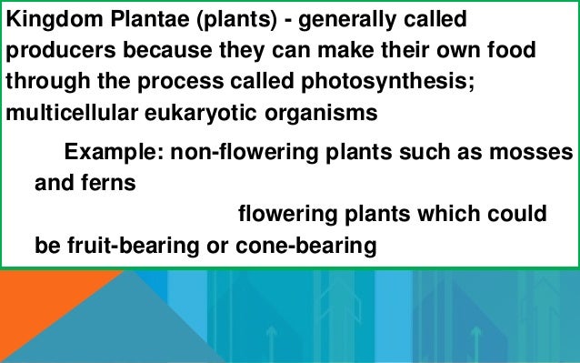 Can Fungi Make Their Own Food Through Photosynthesis Can Fungi Make Their Own Food Through Photosynthesis