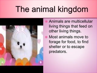  Animals are multicellular
living things that feed on
other living things.
 Most animals move to
forage for food, to find
shelter or to escape
predators.
 