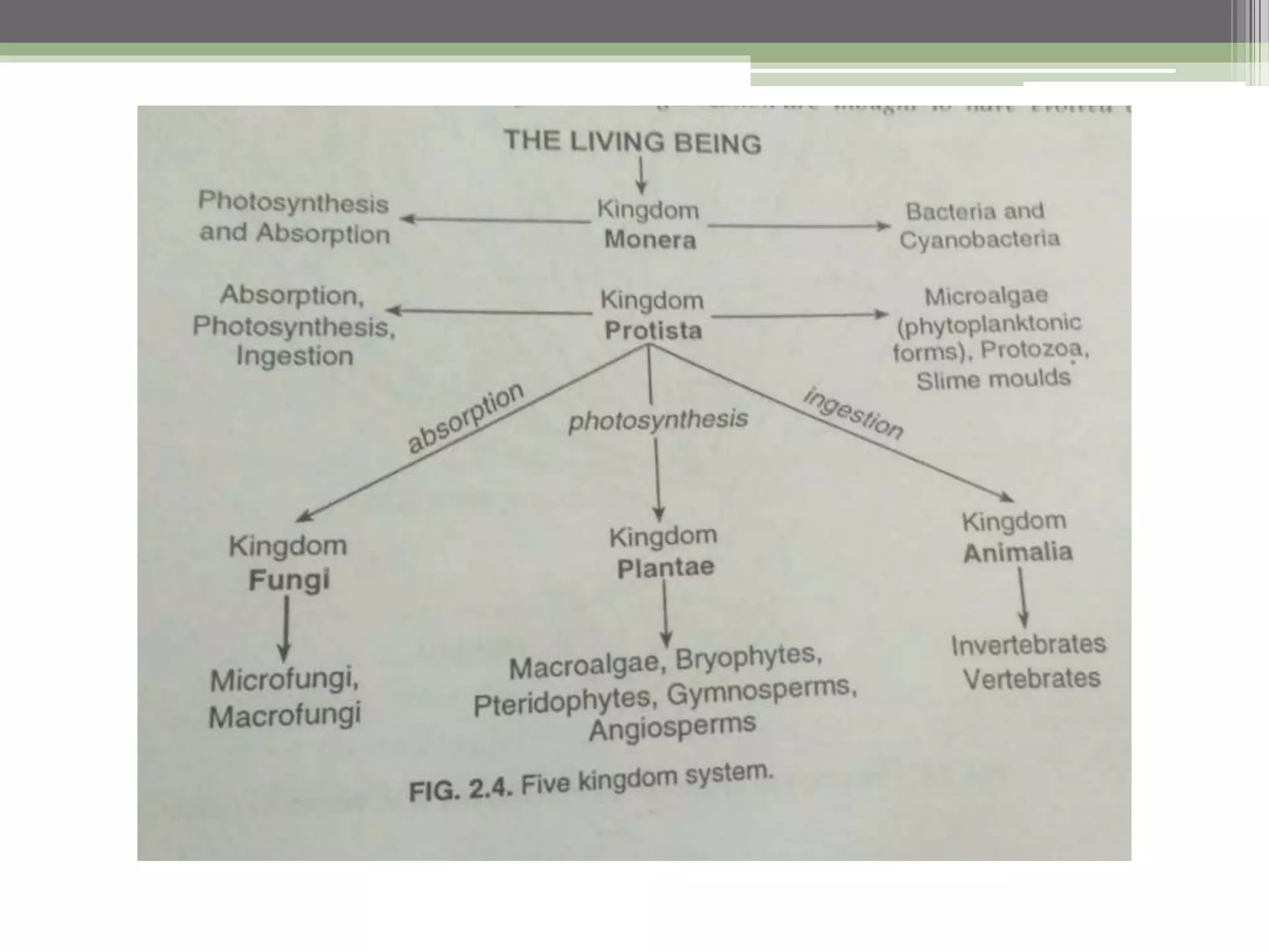 The five kingdom system | PPTX