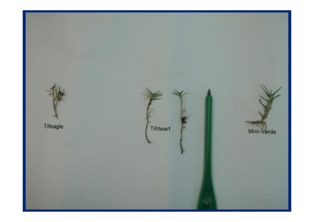 A five common mistakes on golf course greens