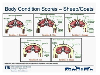 Langston University resources on
body condition scoring
Card
(similar to FAMACHA card)
Factsheet
YouTube video
 