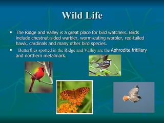 Wild Life <ul><li>The Ridge and Valley is a great place for bird watchers. Birds include chestnut-sided warbler, worm-eati...