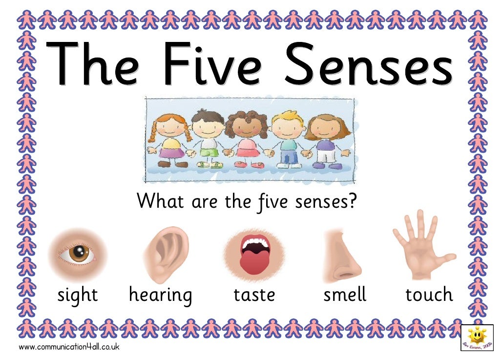 The five senses