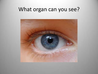 What organ can you see?
 