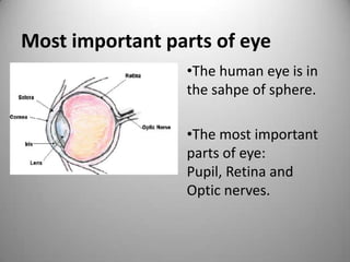 Most important parts of eye
•The human eye is in
the sahpe of sphere.
•The most important
parts of eye:
Pupil, Retina and
Optic nerves.
 