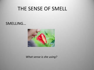 THE SENSE OF SMELL
SMELLING…
What sense is she using?
 
