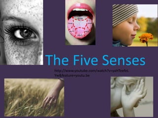 The Five Senses 
http://www.youtube.com/watch?v=yaHTeefeL 
Yw&feature=youtu.be 
 