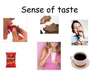 Sense of taste
 