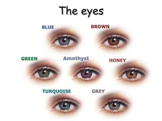 The eyes
 