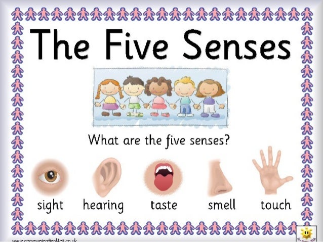 The Five Senses Felsy