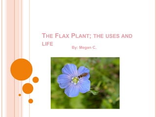 The Flax Plant; the uses and life By: Megan C. 