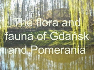 The flora and
fauna of Gdańsk
and Pomerania
 