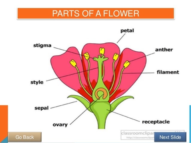 Male And Female Parts Of Gumamela Flower - Artistic Embellishments ...