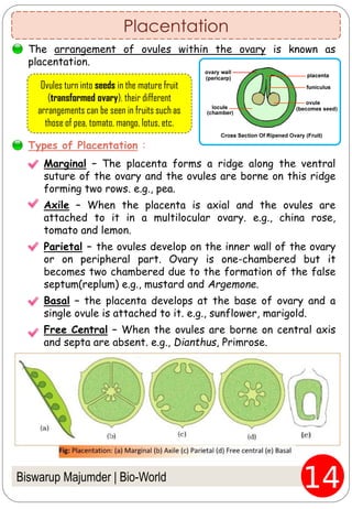 Biswarup Majumder | Bio-World
Placentation
The arrangement of ovules within the ovary is known as
placentation.
Marginal – The placenta forms a ridge along the ventral
suture of the ovary and the ovules are borne on this ridge
forming two rows. e.g., pea.
Axile – When the placenta is axial and the ovules are
attached to it in a multilocular ovary. e.g., china rose,
tomato and lemon.
Parietal – the ovules develop on the inner wall of the ovary
or on peripheral part. Ovary is one-chambered but it
becomes two chambered due to the formation of the false
septum(replum) e.g., mustard and Argemone.
Basal – the placenta develops at the base of ovary and a
single ovule is attached to it. e.g., sunflower, marigold.
Free Central – When the ovules are borne on central axis
and septa are absent. e.g., Dianthus, Primrose.
Ovules turn into seeds in the mature fruit
(transformed ovary). their different
arrangements can be seen in fruits such as
those of pea, tomato, mango, lotus, etc.
Types of Placentation :
 