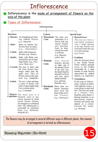 Biswarup Majumder | Bio-World
Inflorescence is the mode of arrangement of flowers on the
axis of the plant.
Types of Inflorescence :
Inflorescence
The flowers may be arranged in several different ways in different plants, this manner
of arrangement is termed as inflorescence.
 