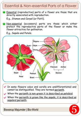 Essential & Non-essential Parts of a Flower
Biswarup Majumder | Bio-World
Essential (reproductive) parts of a flower are those that are
directly associated with reproduction.
E.g., Stamen and Carpel (or Pistil).
Non-essential (accessory) parts are those which either
protect the reproductive parts of the flower or make the
flower attractive for pollination.
E.g., Sepals and Petals.
In some flowers calyx and corolla are undifferentiated and
cannot be distinguished. They are termed perianth.
When the perianth is non-green it is described as petaloid.
When the perianth is green like the sepals, it is described as
sepaloid perianth.
 