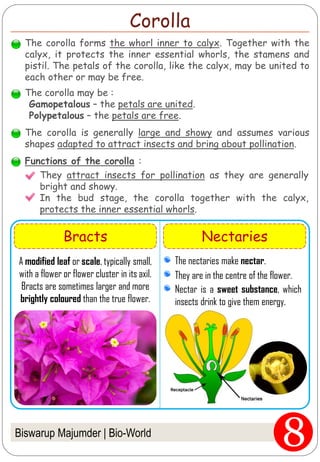 The corolla forms the whorl inner to calyx. Together with the
calyx, it protects the inner essential whorls, the stamens and
pistil. The petals of the corolla, like the calyx, may be united to
each other or may be free.
The corolla may be :
Gamopetalous – the petals are united.
Polypetalous – the petals are free.
The corolla is generally large and showy and assumes various
shapes adapted to attract insects and bring about pollination.
Functions of the corolla :
Biswarup Majumder | Bio-World
Corolla
They attract insects for pollination as they are generally
bright and showy.
In the bud stage, the corolla together with the calyx,
protects the inner essential whorls.
Bracts Nectaries
A modified leaf or scale, typically small,
with a flower or flower cluster in its axil.
Bracts are sometimes larger and more
brightly coloured than the true flower.
The nectaries make nectar.
They are in the centre of the flower.
Nectar is a sweet substance, which
insects drink to give them energy.
 